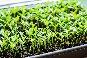  &copy;&nbsp;Фото Хосрошвили Гиоргия, freepik.com