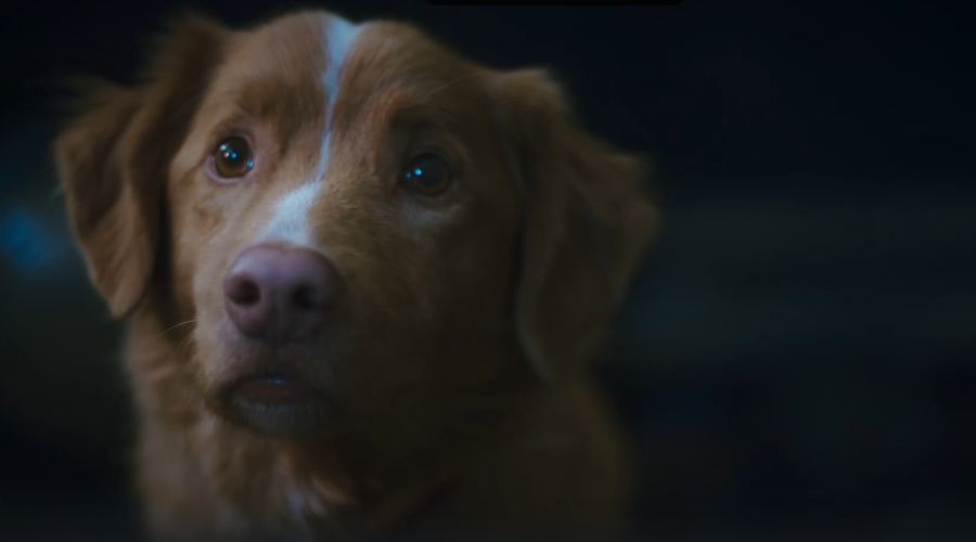 Кадр из трейлера фильма «Глазами пса» &copy;&nbsp;Скриншот видео с Rutube-канала &laquo;Кинокомпания Вольга&raquo;