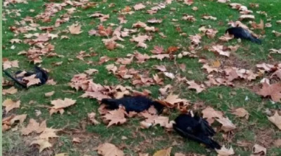  &copy;&nbsp;скриншот из Telegram-канала Typodar