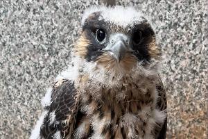  &copy;&nbsp;Фото Эльзы Габбасовой