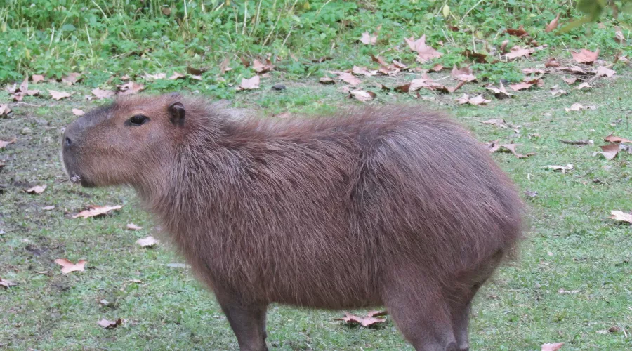 Капибара &copy;&nbsp;Фото Dario Alpern по лицензии CC BY-SA 4.0
