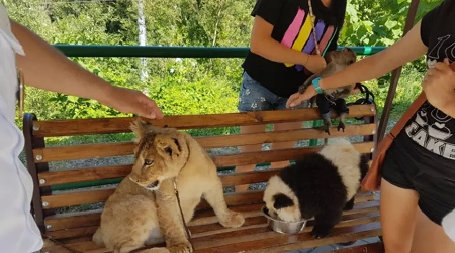Африканский лев &copy;&nbsp;Фото пресс-службы регионального отделения ОНФ в Краснодарском крае