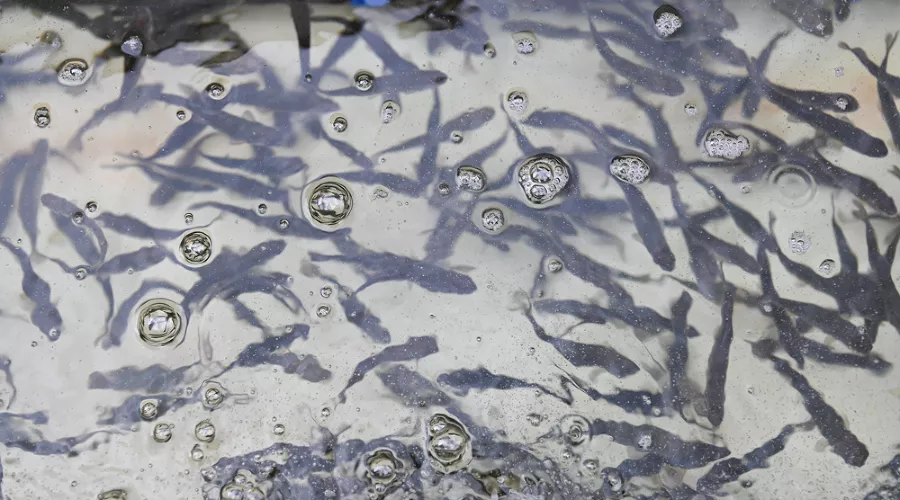  &copy;&nbsp;Фото предоставлено пресс-службой курорта &laquo;Роза Хутор&raquo;