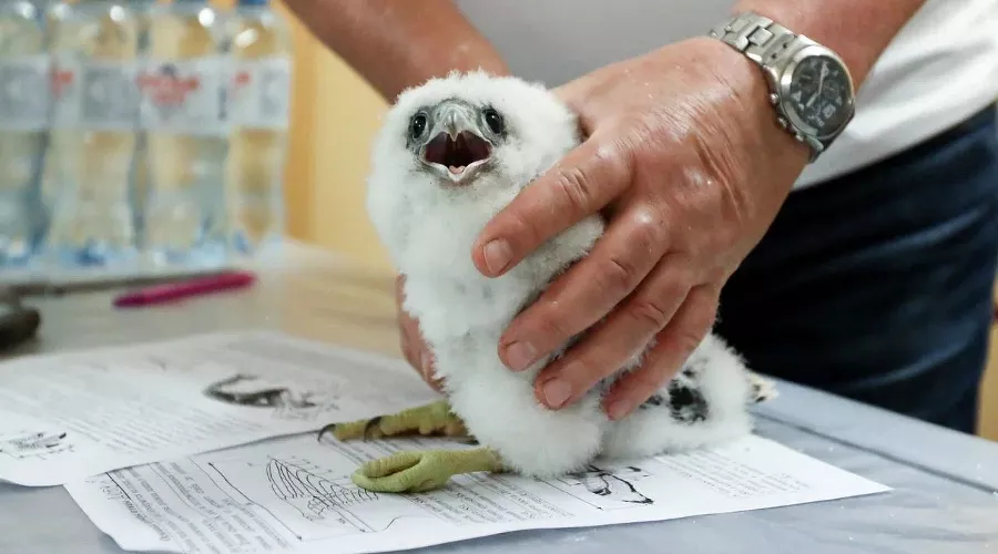  &copy;&nbsp;Фото предоставлено пресс-службой ПАО &laquo;Банк Уралсиб&raquo;