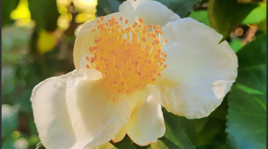  &copy;&nbsp;Скриншот из телеграм-канала дендропарка &laquo;Южные культуры&raquo; https://t.me/park_uzk/1173?single