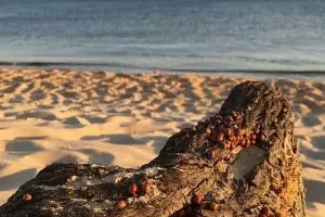  &copy;&nbsp;Фото из телеграм-канала &laquo;Типичный Краснодар&raquo;, https://t.me/krd_tipich_ru/