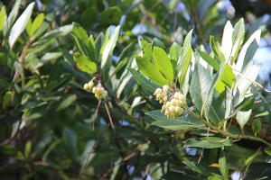Земляничник крупноплодный © Фото пресс-службы Сочинского национального парка