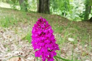 Анакампсис пирамидальный © Фото пресс-службы Сочинского нацпарка