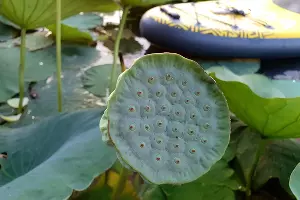 Лотосы в озере Старая Кубань &copy;&nbsp;Фото Марины Солошко, Юга.ру