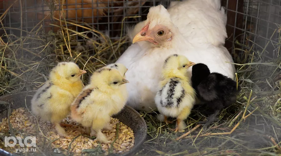  &copy;&nbsp;Фото Михаила Ступина, Юга.ру