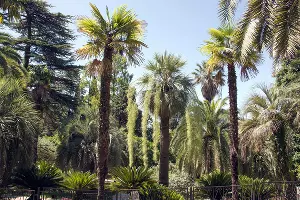 Голубая пальма, или эритея вооруженная &copy;&nbsp;Фото пресс-службы Сочинского нацпарка
