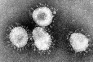 Коронавирусы под микроскопом &copy;&nbsp;Фото Dr. Fred Murphy, Centers for Disease Control and Prevention's Public Health Image Library (PHIL), #4814, commons.wikimedia.org