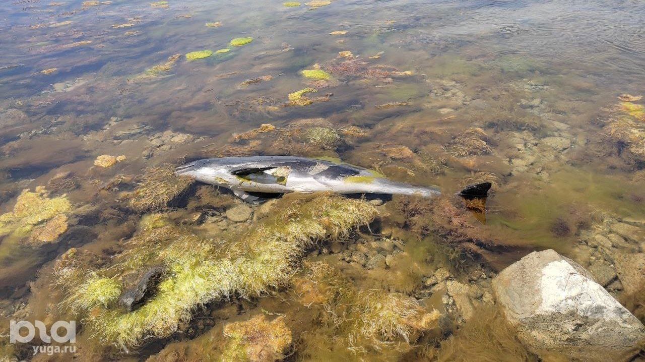 Мёртвый дельфин © Фото Иолины Грибковой, Юга.ру