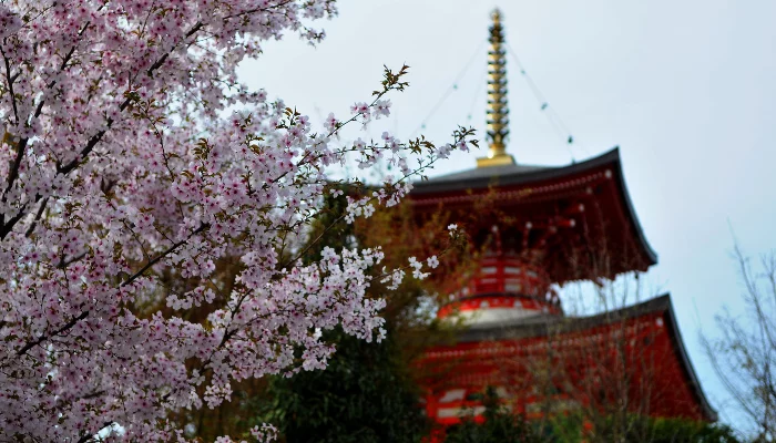 Цветение сакуры в Японском саду парка «Краснодар» &copy;&nbsp;Фото Марины Солошко, Юга.ру