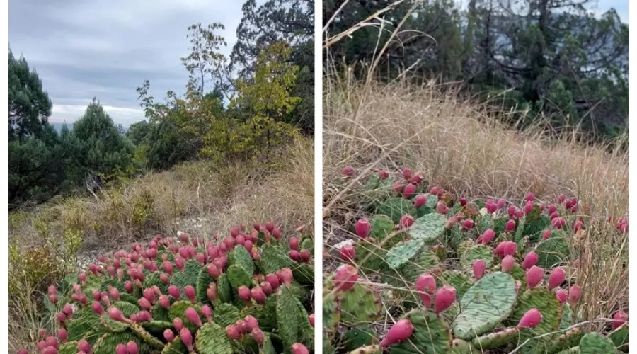  &copy;&nbsp;Скриншот из телеграм-канала &laquo;Новороссийск Life&raquo; https://t.me/life_nvrsk/28642