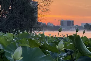 Рассвет в лотосах в озере Старая Кубань &copy;&nbsp;Фото Марины Солошко, Юга.ру