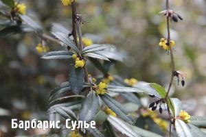  © Фото пресс-службы Сочинского нацпарка