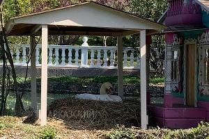  © Фото Оксаны Тимченко, пресс-служба Кавказского заповедника