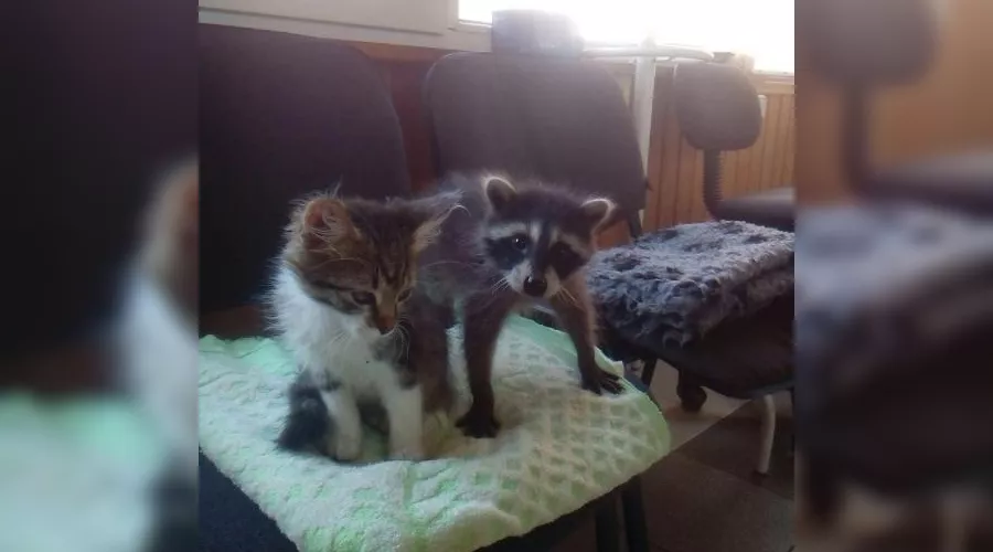 Енот-полоскун &copy;&nbsp;Фото с сайта youla.io/krasnodar