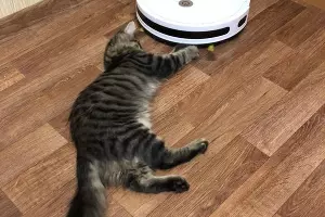  &copy;&nbsp;Фото с сайта Avito, https://www.avito.ru/moskva/koshki/kot_meyn-_kun_pravoslavnyy_2179343901