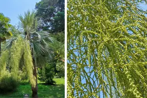  &copy;&nbsp;Фото предоставлены пресс-службой Сочинского национального парка