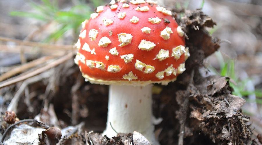 Гриб мухомор © фото с сайта pixabay.com