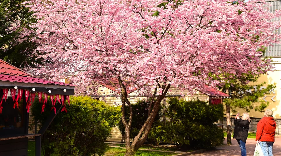 Сакура на курорте «Роза Хутор» &copy;&nbsp;Фото пресс-службы курорта &laquo;Роза Хутор&raquo;