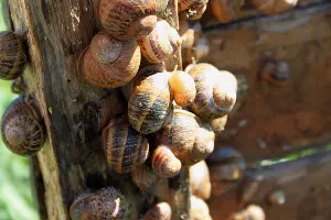 Улиточная ферма под Тихорецком &copy;&nbsp;Фото Марины Солошко, Юга.ру