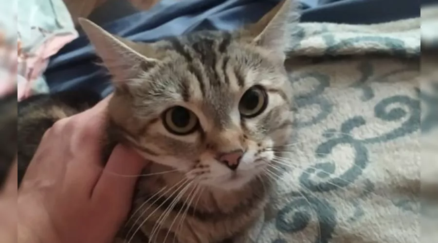  &copy;&nbsp;Скриншот объявления с Avito, avito.ru/krasnodar/koshki/kot_ateist_2222878520