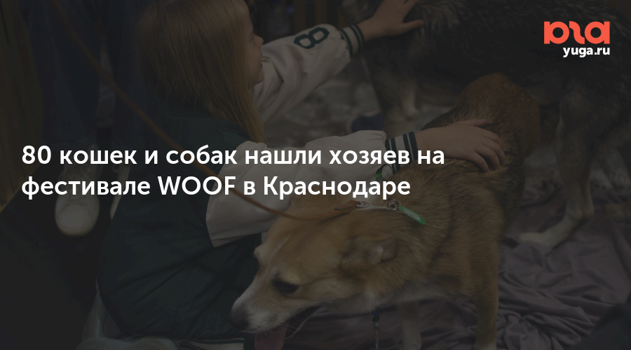 80 кошек и собак нашли хозяев на фестивале WOOF в Краснодаре 