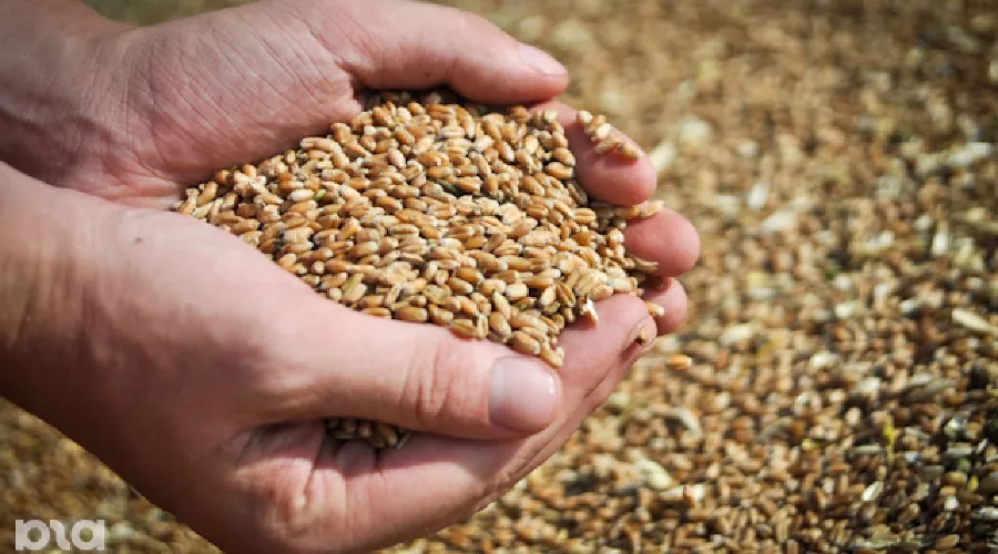 Пшеница &copy;&nbsp;Елена Синеок. ЮГА.ру