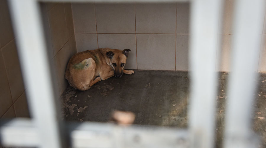  &copy;&nbsp;Фото Елены Синеок, Юга.ру