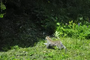  &copy;&nbsp;Фото пресс-службы Кавказского заповедника