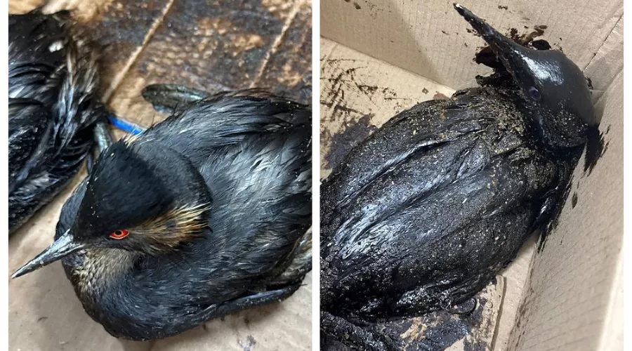  &copy;&nbsp;Скриншот из телеграм-канала реабилитационного центра &laquo;Жемчужная&raquo; https://t.me/zhemchujnaya9/1661