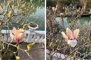  &copy;&nbsp;Скриншоты фото из телеграм-канала &laquo;Парк &laquo;Южные культуры&raquo;