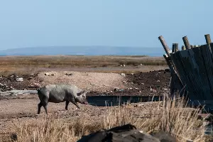 Поселок Чушка &copy;&nbsp;Фото Елены Синеок, Юга.ру