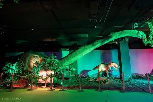  © Фото пресс-службы «Сочи Парка»