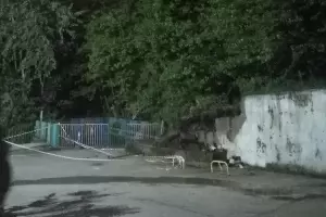  &copy;&nbsp;Кадр из видео t.me/chp_sochi