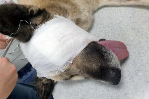 Арбалетная стрела попала собаке в глазницу © Любовь Караева для Юга.ру