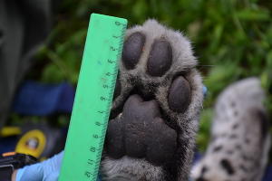  © Фото пресс-службы Сочинского нацпарка