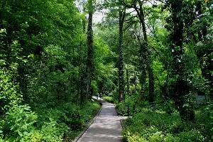 Начало маршрутов Тисо-самшитовой рощи &copy;&nbsp;Фото Марины Солошко, Юга.ру