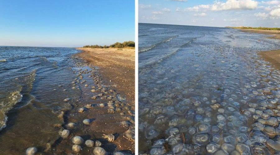  © Скриншот фото с сайта ВНИРО