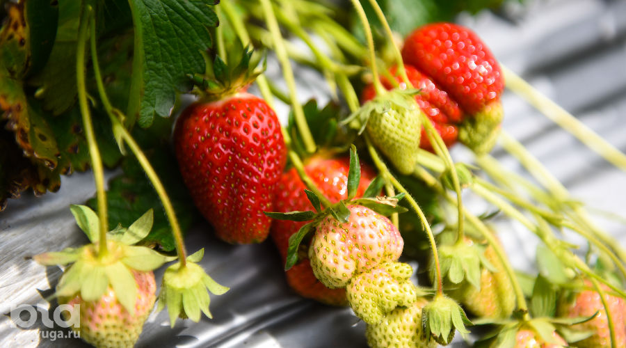  © Фото Елены Синеок, Юга.ру