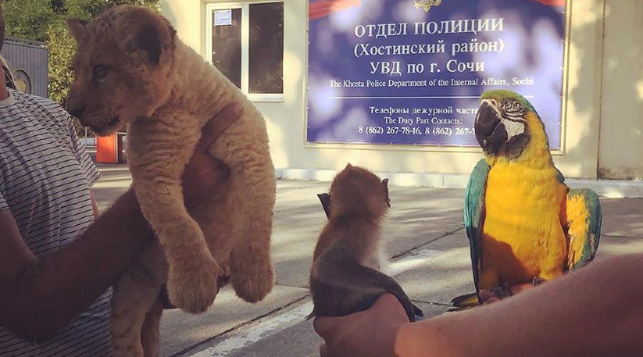  © Фото со страницы instagram.com/ecology.sochi