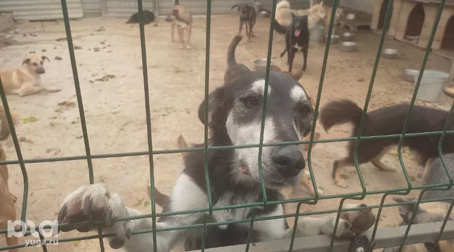  &copy;&nbsp;Фото Иолины Грибковой, Юга.ру