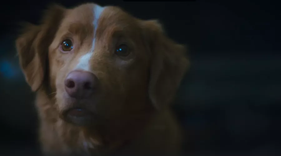 Кадр из трейлера фильма «Глазами пса» &copy;&nbsp;Скриншот видео с Rutube-канала &laquo;Кинокомпания Вольга&raquo;