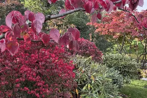 Японский сад в парке &laquo;Краснодар&raquo; осенью &copy;&nbsp;Фото Марины Солошко, Юга.ру