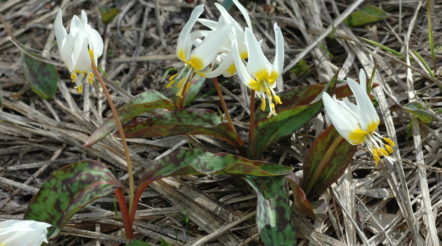Кандык кавказский © Фото пресс-службы Сочинского нацпарка