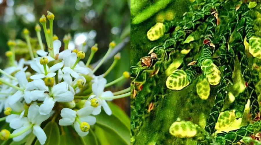  &copy;&nbsp;Скриншоты из телеграм-каналов https://t.me/npsochi_official/4096 и https://t.me/park_uzk/1140