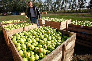 Сбор яблок в Краснодарском крае © Влад Александров, ЮГА.ру
